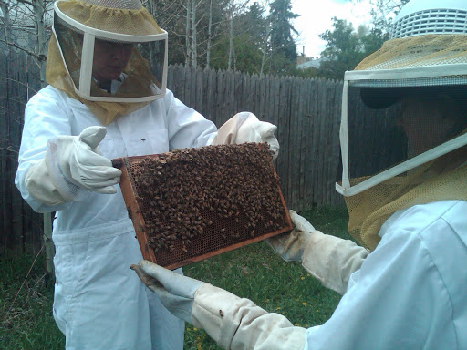Beehive-installation